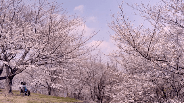 벚꽃이 만개한 풍경과 사람들