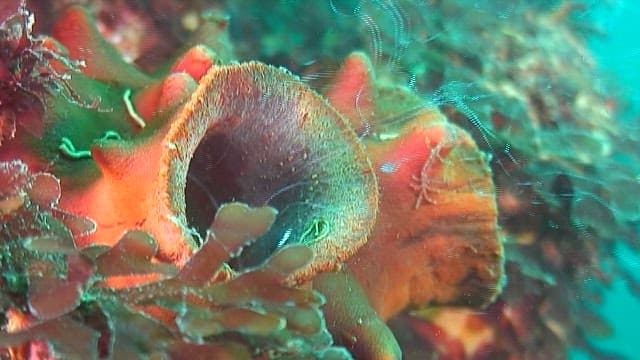 Colorful coral reefs in the deep sea