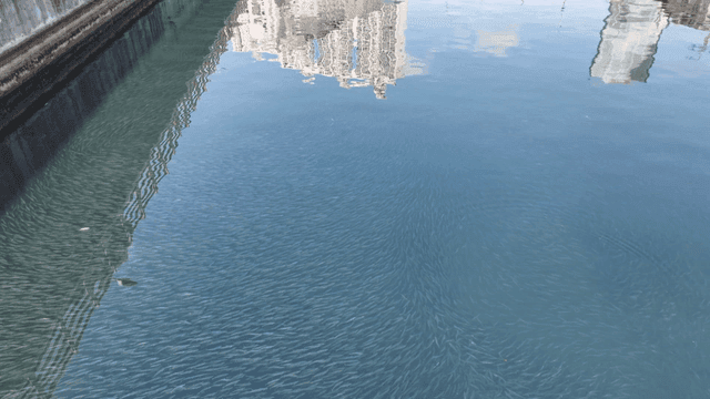 Shoal of fish swimming in a canal