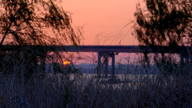 Sunset view through grass and trees