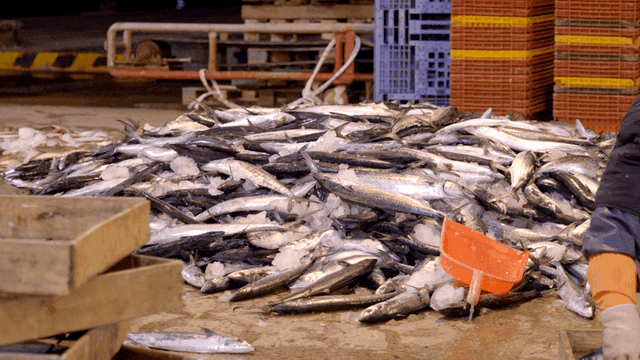 Fish stacked on ice in warehouse