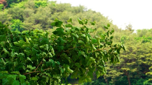 Fresh green leaves swaying gently in a lush forest