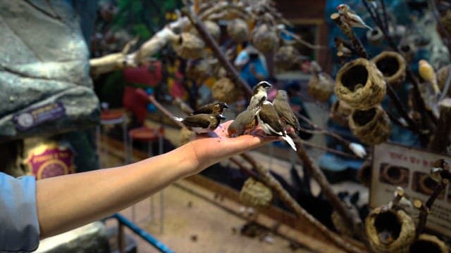 Birds eating feed from a person's hand
