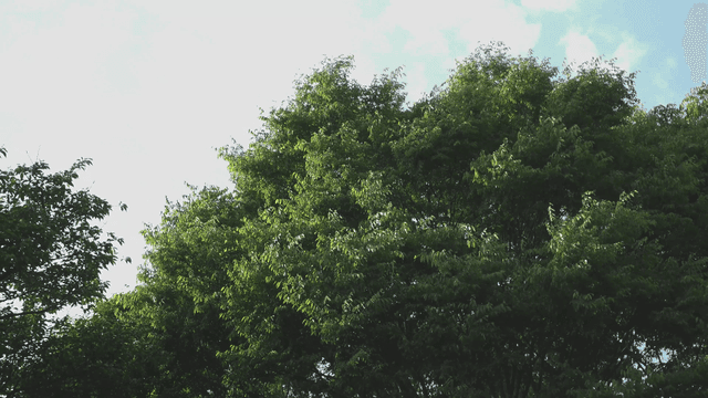 Lush green trees under a bright sky