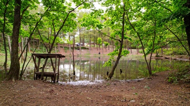 Small Dorongi Pond surrounded by dense forest