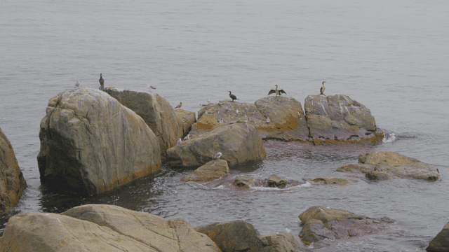 바위 위로 새들이 휴식하는 바다