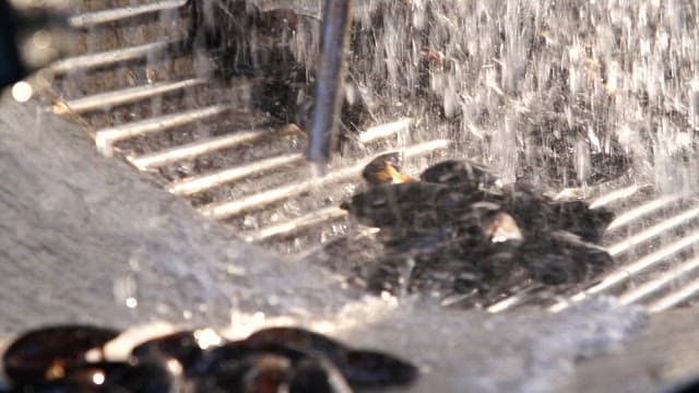 Machine for washing mussels with running water