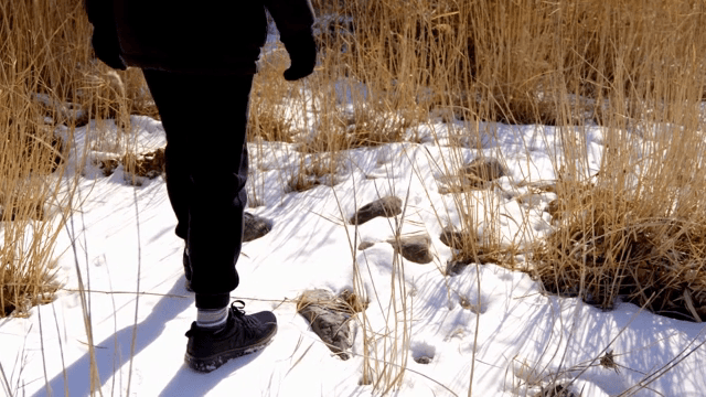 Person walking through snowy reeds