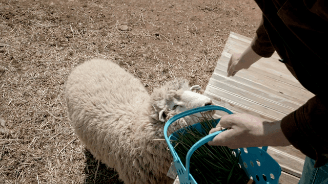 Sheep approaching a person with a basket