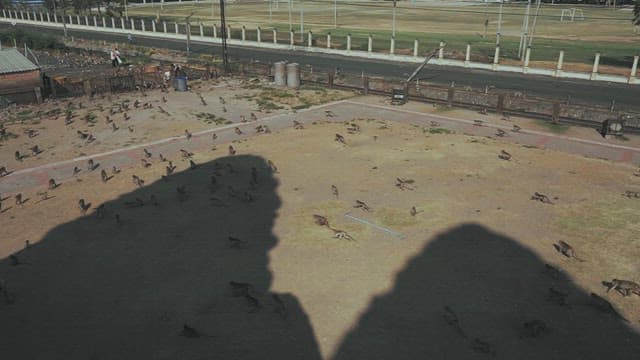 땅 위에서 무리 지어 다니는 원숭이들