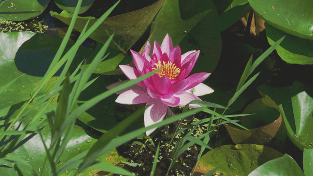 녹색 잎 사이의 선명한 분홍색 수련