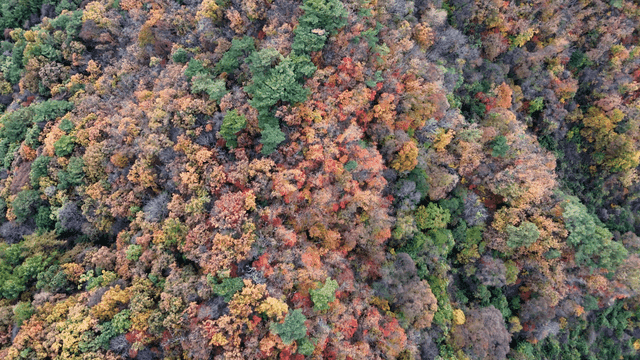 Aerial view of a colorful autumn forest