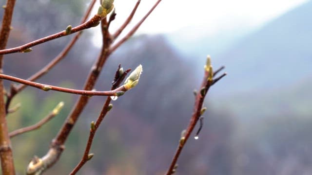 Budding branches with morning dew in forest