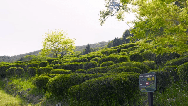 lush green tea fields with a lone tree