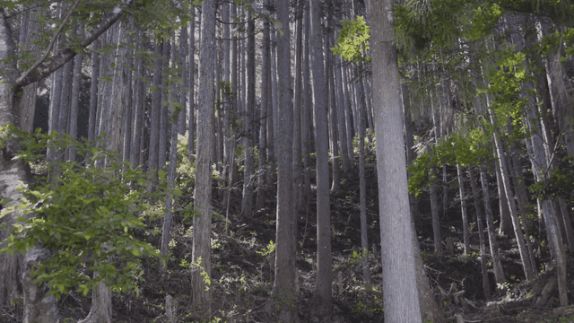 Dense forest with tall trees