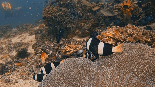 Clownfish Swimming Amongst Coral Reefs