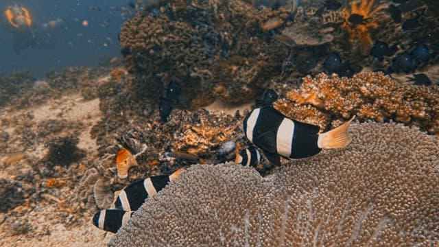 Clownfish Swimming Amongst Coral Reefs