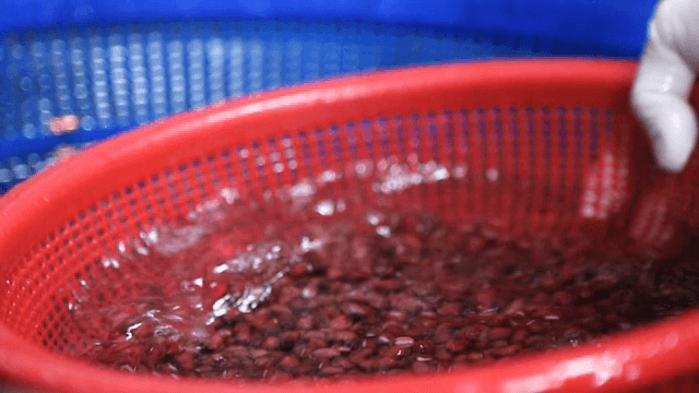 Washing beans in a red strainer