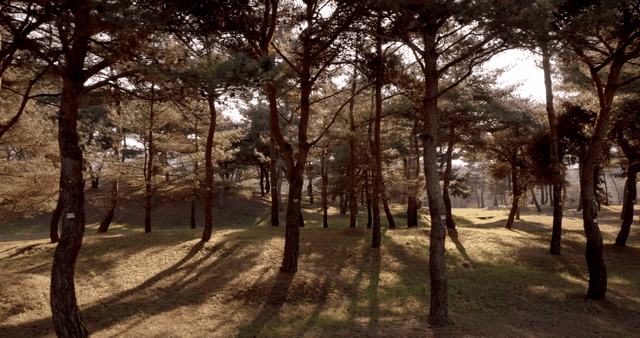 햇살이 비치는 고요한 숲