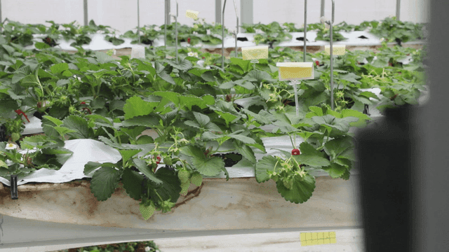 온실에서 자라는 딸기 식물