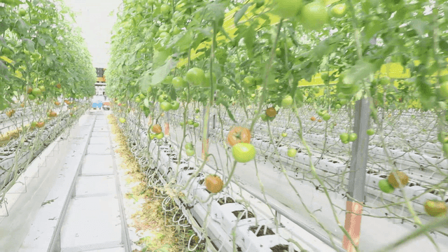 온실에서 자라는 토마토 식물