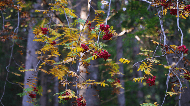 Branches with red berries in a forest