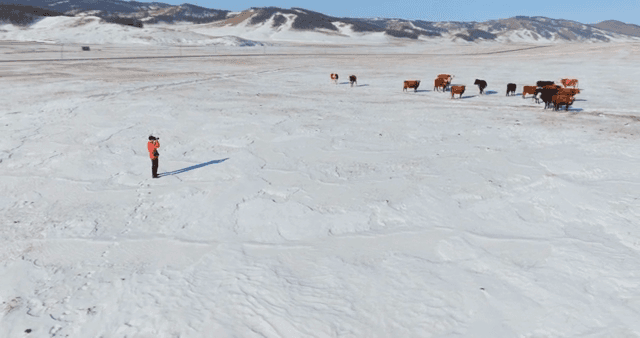 Person taking a picture of a cattle in a snow-covered plain