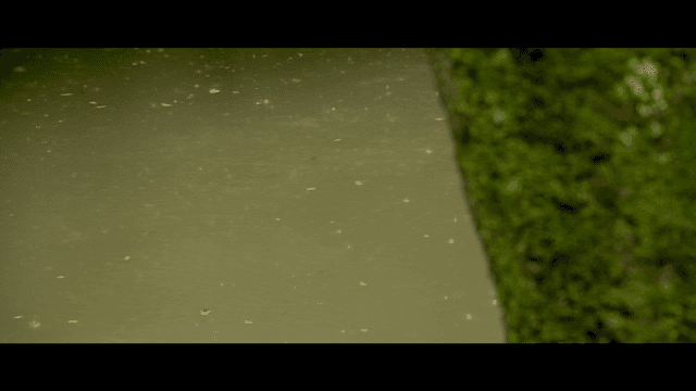 Rain falling on a calm river surface