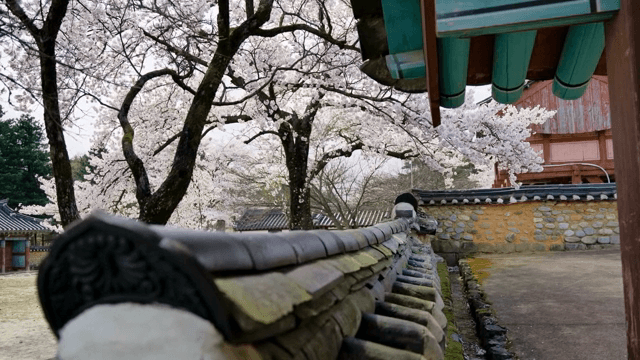 Cherry blossoms at a traditional Korean house