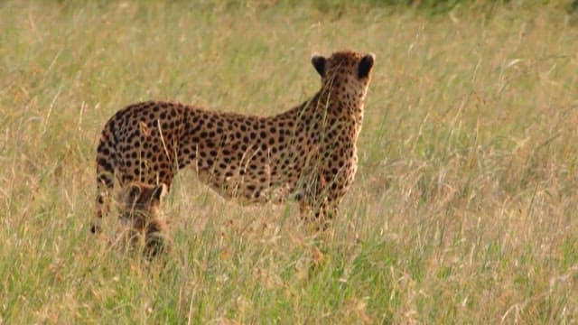 Cheetah and Cub in the Savanna Grass