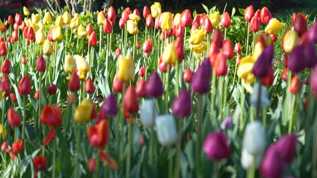 Colorful Tulips in a Sunny Garden