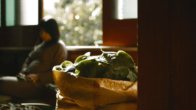 Woman preparing lot of perilla leaves