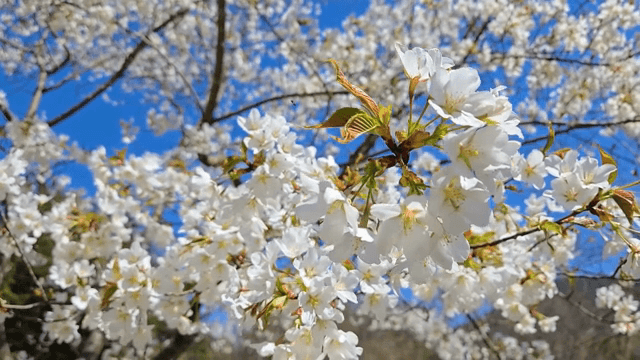 Cherry blossoms blooming under a clear sky