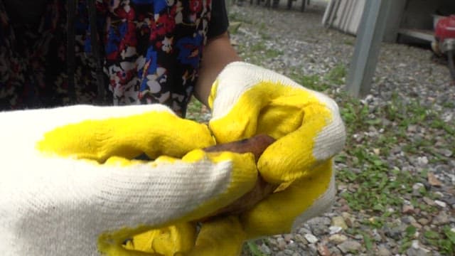 잘 구워진 감자를 반으로 쪼개는 사람