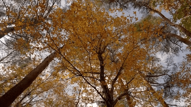 숲 속의 다채로운 가을 잎사귀