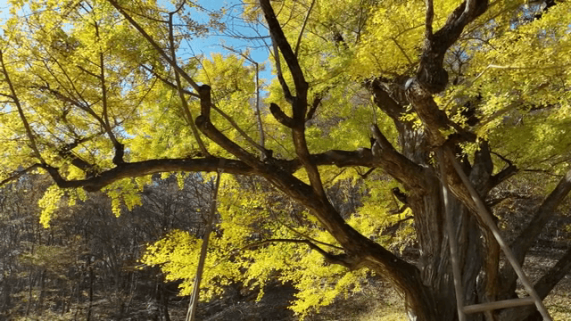 노란 잎이 달린 큰 은행나무
