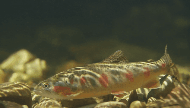 Trout at bottom of river