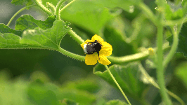 Bumblebee on yellow flower in garden