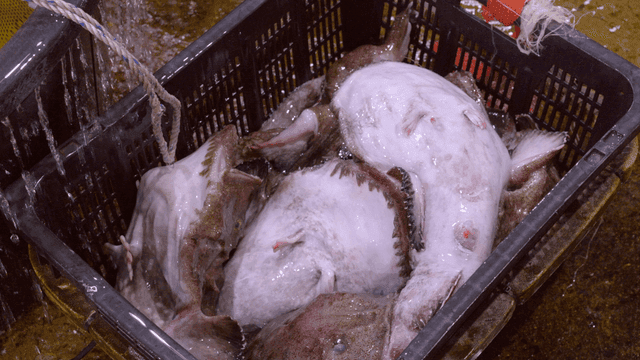 Fresh anglerfish in basket