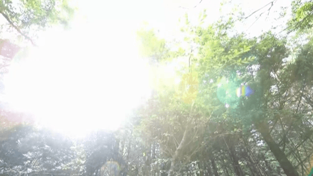 숲 속 나무 사이로 비치는 햇빛