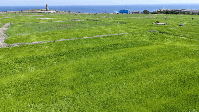 Expansive green fields by the sea
