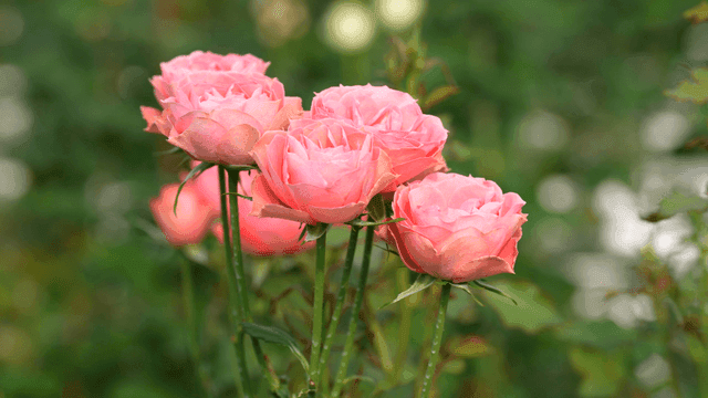 Pink roses blooming in a garden