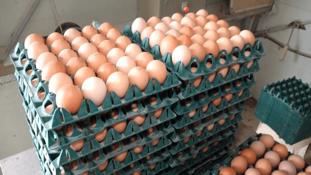 Stacks of eggs in green trays on a table