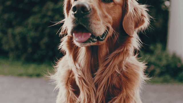 Golden retriever in a garden