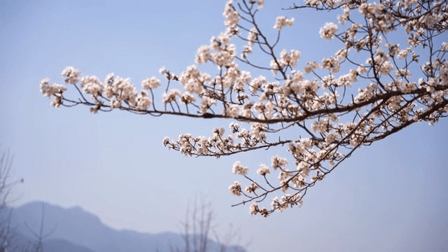 Cherry blossoms blooming on a branch