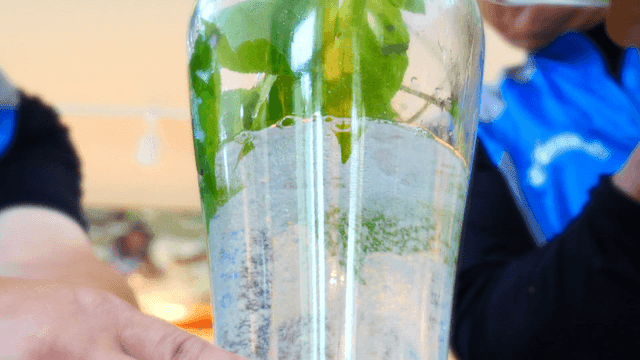 인삼 담금주 통에 들어가는 술