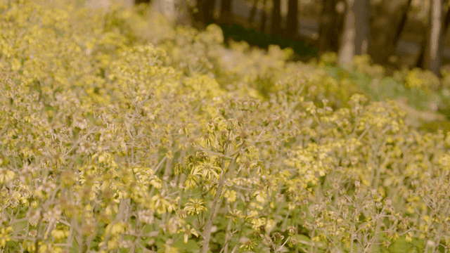 Yellow flower field in forest