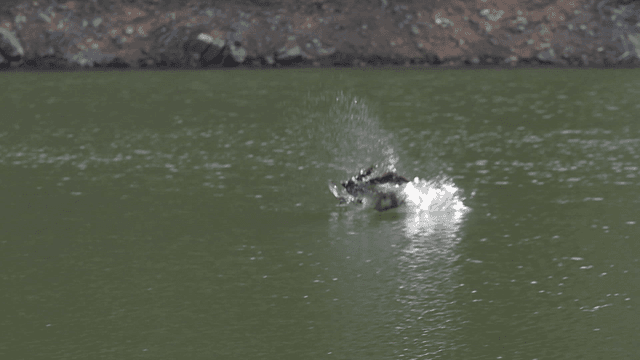 Eagle diving into a lake