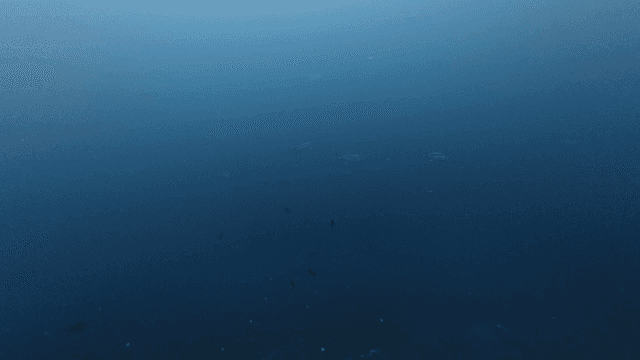 School of fish swimming in sea