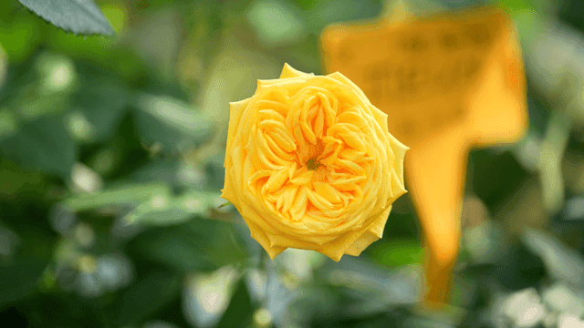 Fully bloomed yellow rose